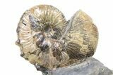 Iridescent Ammonite (Hoploscaphites) Fossil - Montana #316590-1